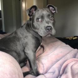 Past PetCloud client