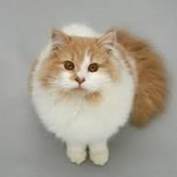Past PetCloud client
