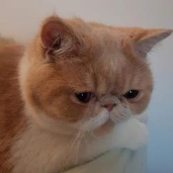 Past PetCloud client