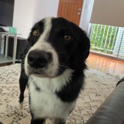 Past PetCloud client