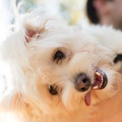 Past PetCloud client