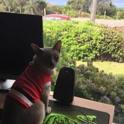 Past PetCloud client