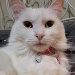Past PetCloud client