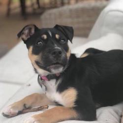 Past PetCloud client