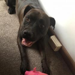 Past PetCloud client