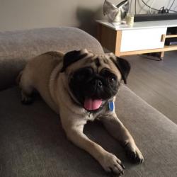 Past PetCloud client