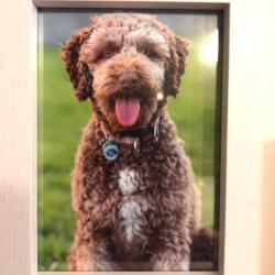 Past PetCloud client