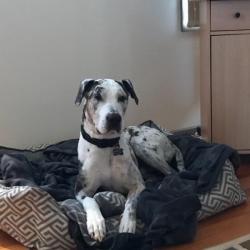 Past PetCloud client