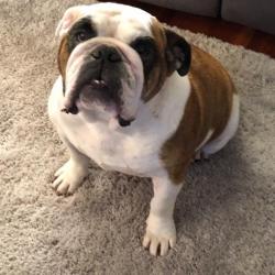 Past PetCloud client