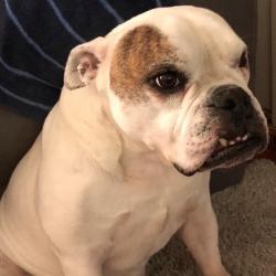 Past PetCloud client