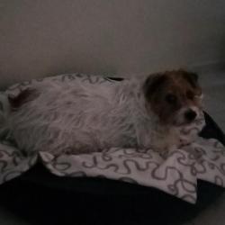 Past PetCloud client