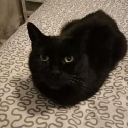 Past PetCloud client