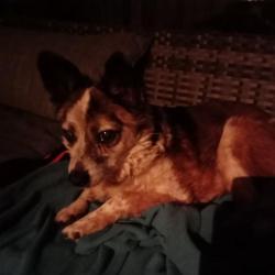 Past PetCloud client