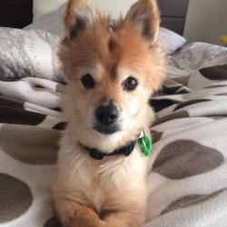 Past PetCloud client