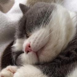 Past PetCloud client