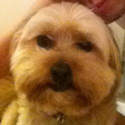 Past PetCloud client