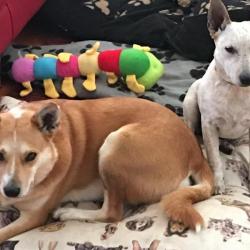 Past PetCloud client