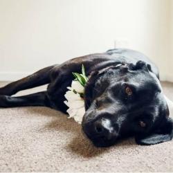 Past PetCloud client
