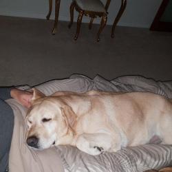 Past PetCloud client