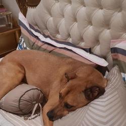 Past PetCloud client