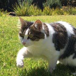 Past PetCloud client