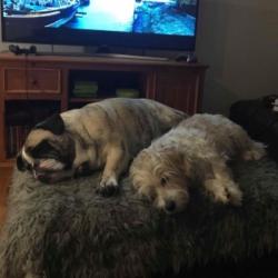 Past PetCloud client