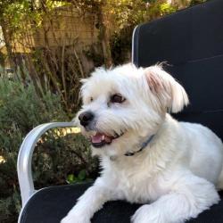 Past PetCloud client