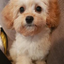 Past PetCloud client
