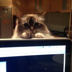 Past PetCloud client