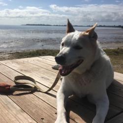 Past PetCloud client