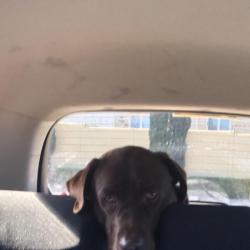 Past PetCloud client