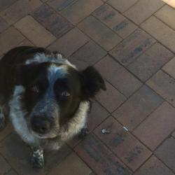 Past PetCloud client