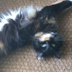 Past PetCloud client