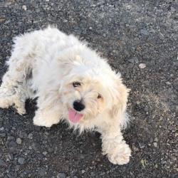 Past PetCloud client