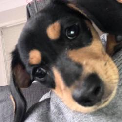Past PetCloud client