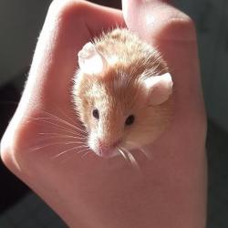 Past PetCloud client