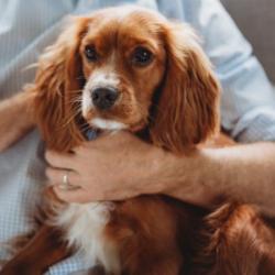 Past PetCloud client