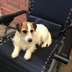 Past PetCloud client