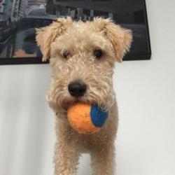 Past PetCloud client