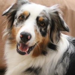 Past PetCloud client