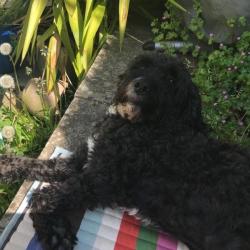 Past PetCloud client
