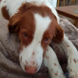 Past PetCloud client