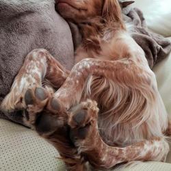 Past PetCloud client