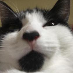 Past PetCloud client
