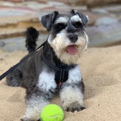 Past PetCloud client