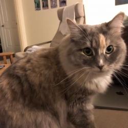 Past PetCloud client