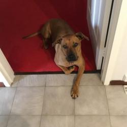 Past PetCloud client