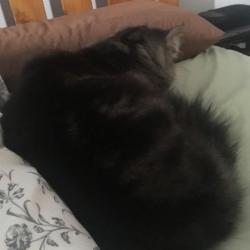 Past PetCloud client