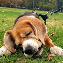 Past PetCloud client