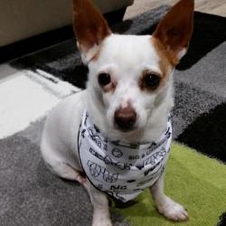 Past PetCloud client